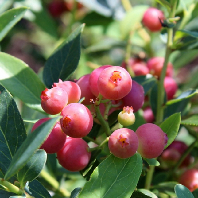 Саженец: Голубика Пинк Блюберри (розовая Pink Blueberry) высокорослая, фото 1