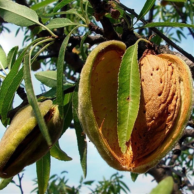 Саженец: Миндаль Пралине, фото 1