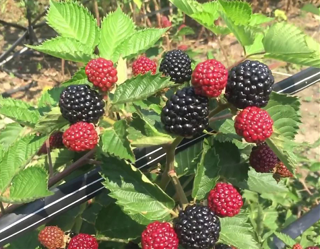 Саженец: Ежевика Джамбо (Jumbo), фото 1