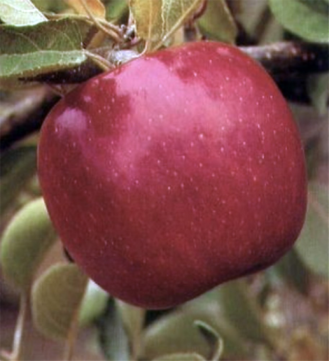 Саженец: Яблоня Бребурн Ред Филд (Redfield Braeburn), фото 1