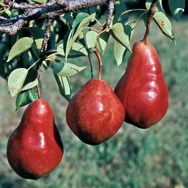 Саженец: Груша Ред Бартлет (Red Bartlett), фото 1